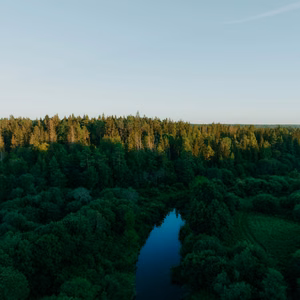 forest